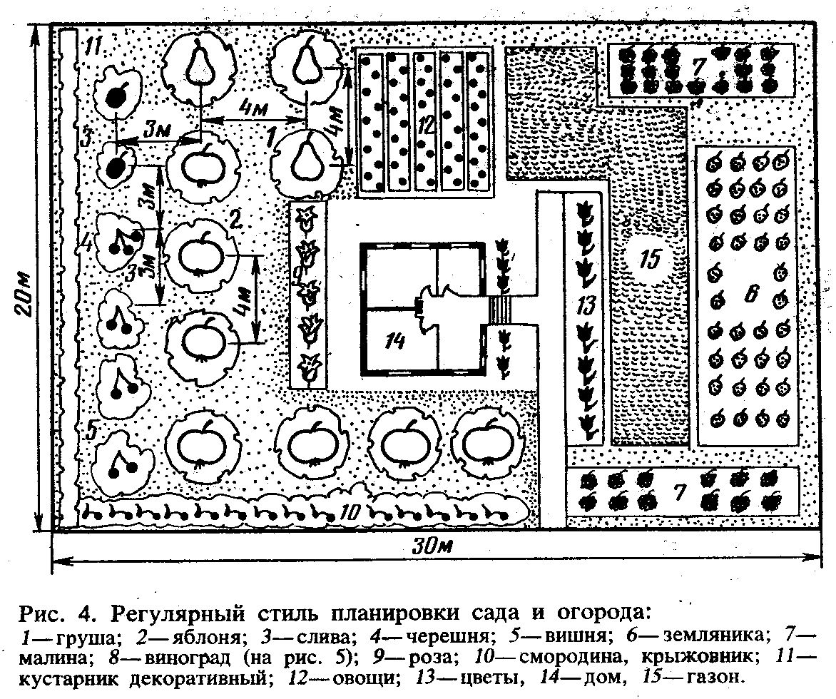 схема плодового сада
