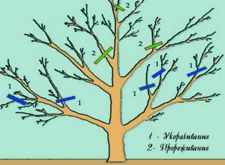 как правильно подрезать яблоню