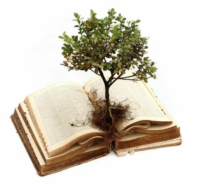 дерево знаний фото