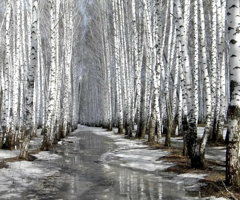 березовая роща весной фото