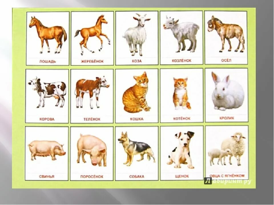 Домашние животные с детенышами картинки для детей