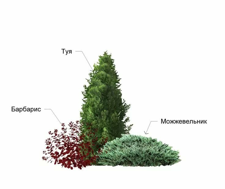 схема посадки хвойников на участке