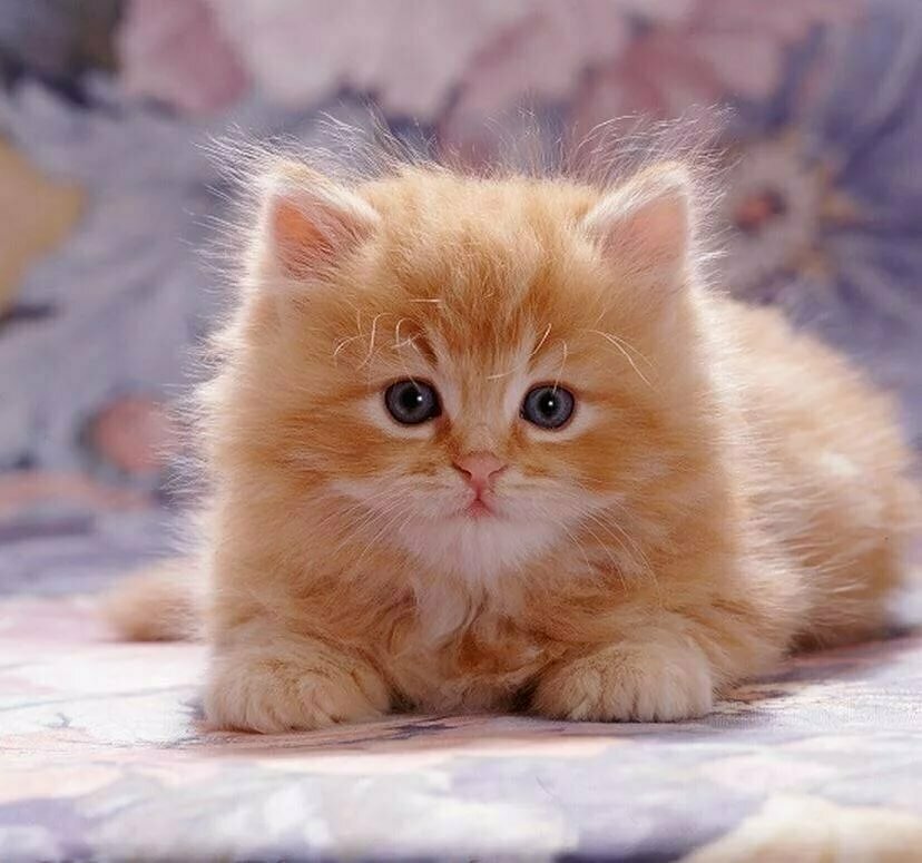 Красивые пушистые картинки котят