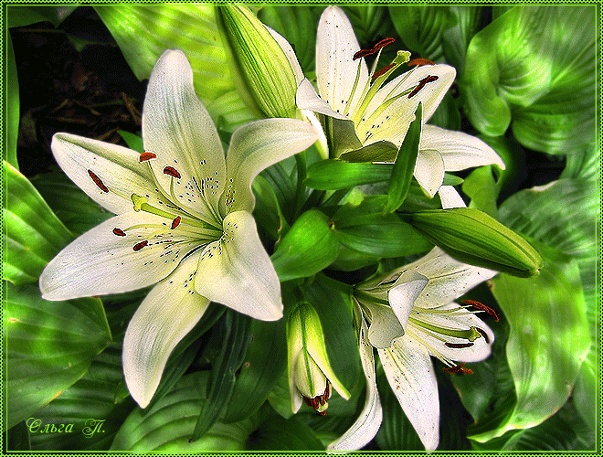 �������� ������ �����, ������������ ��������� ������������