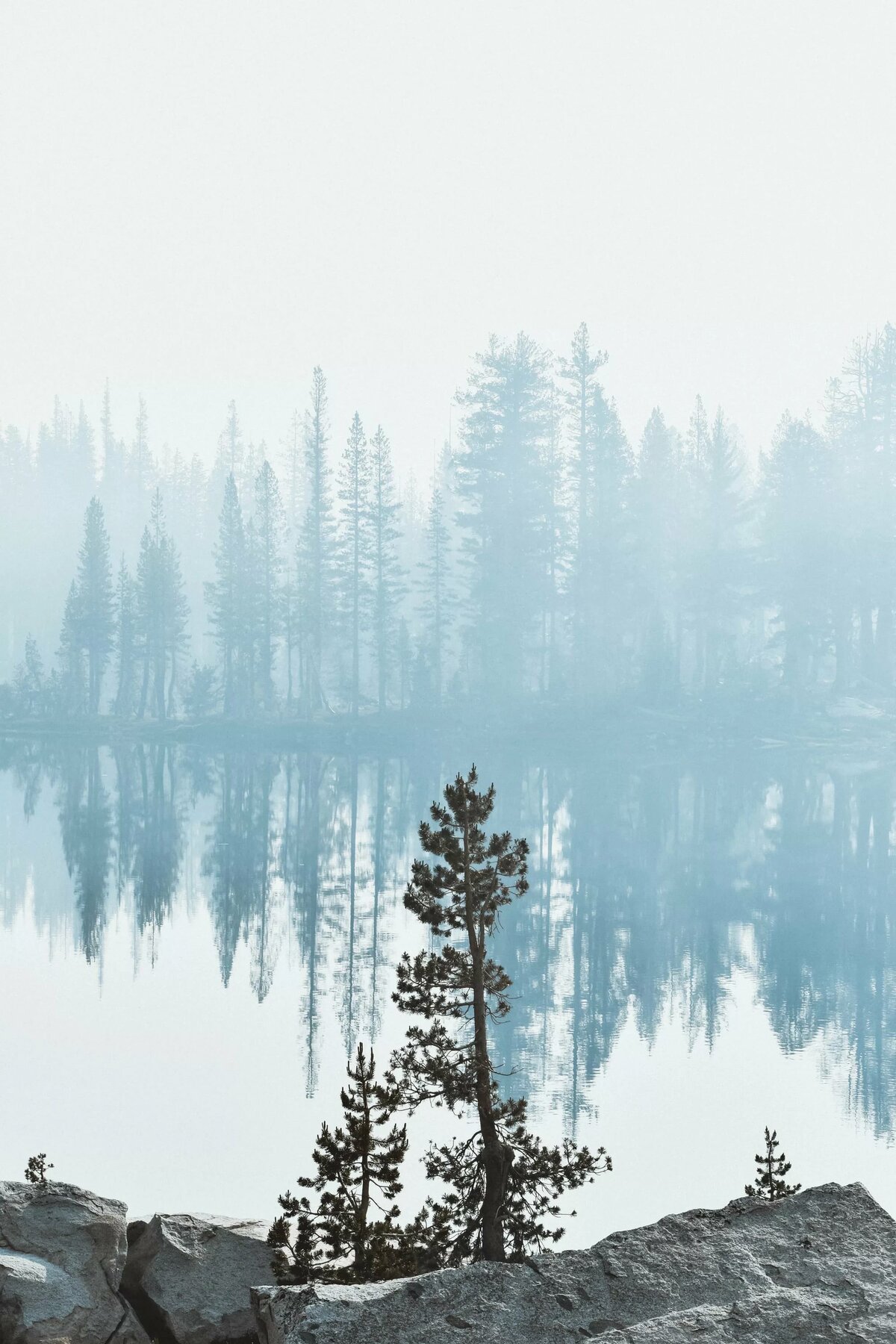 лес озеро обои для iphone фото