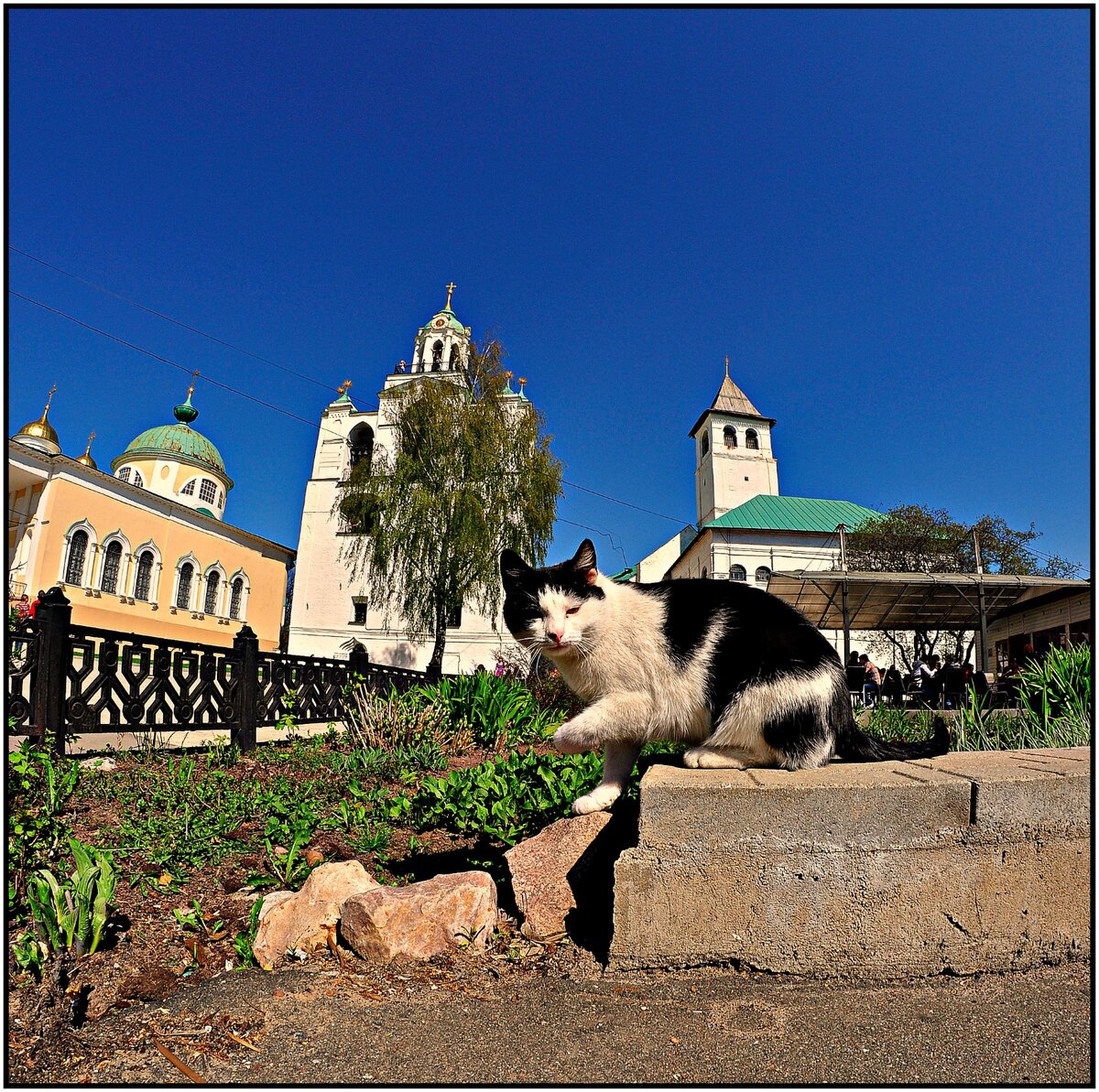 монастырские коты фото