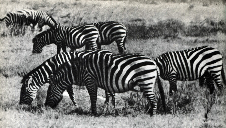 отряд непарнокопытные представители фото