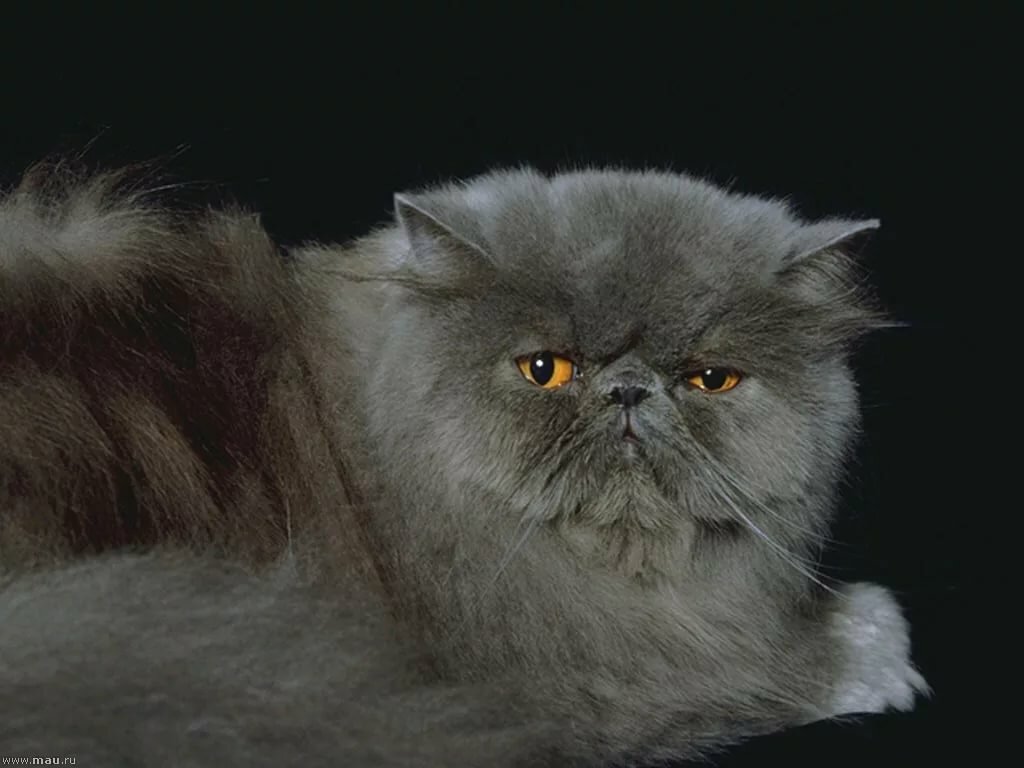 нашей окрасы персидских кошек с фотографиями открытки гиф