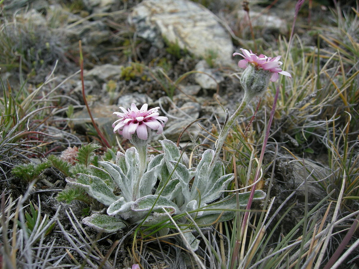 Leucheria hahnii-general view.JPG