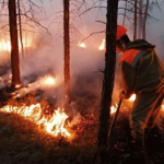 лесные пожары в сибири 2019 фото