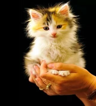 картинки живых котят фото