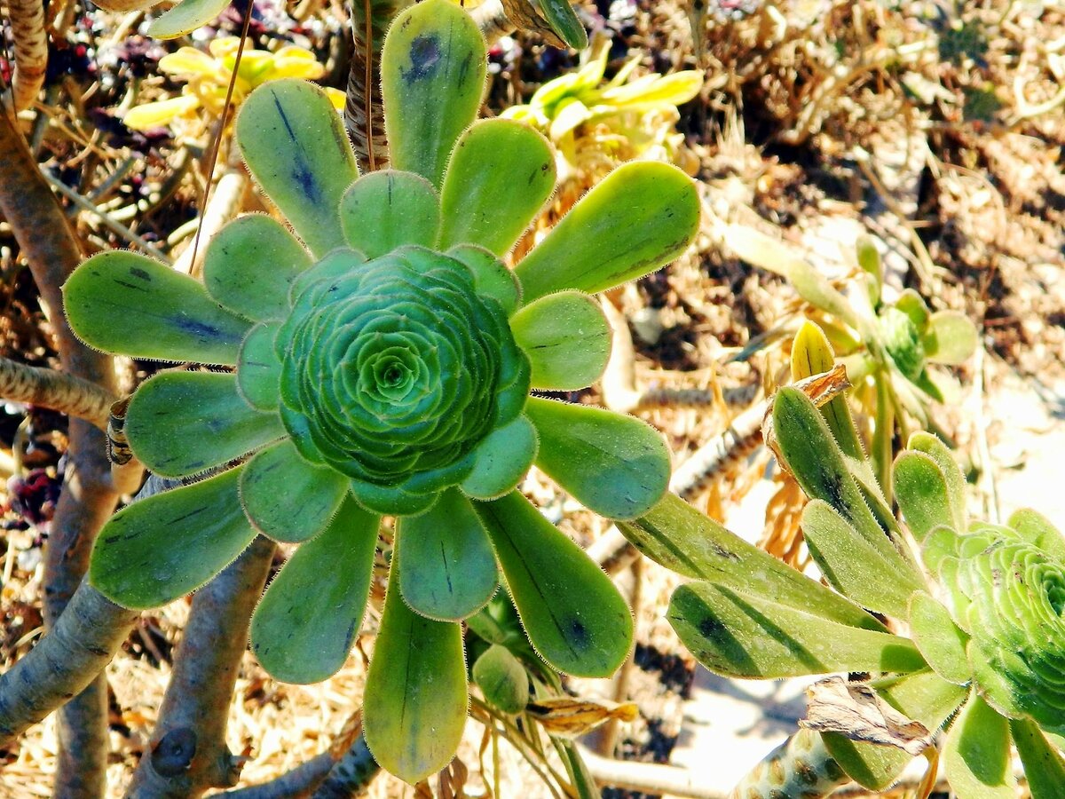 aeonium undulatum (эониум) фото