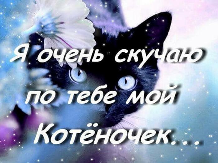 Картинки с надписью я скучаю по тебе с котиками