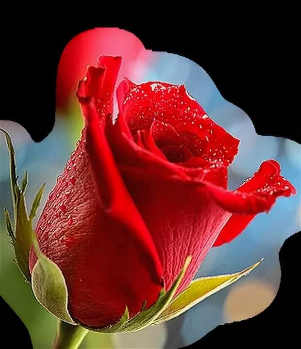 ���������� ��������, ��� �������� ���� ��� ����