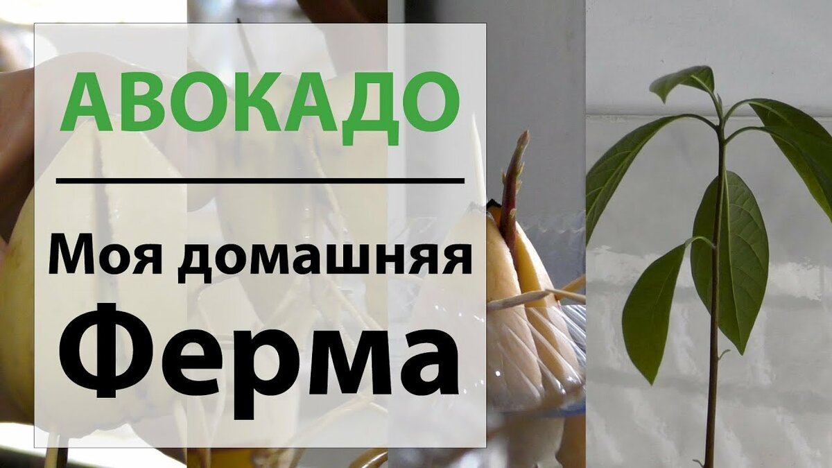 дерево авокадо фото