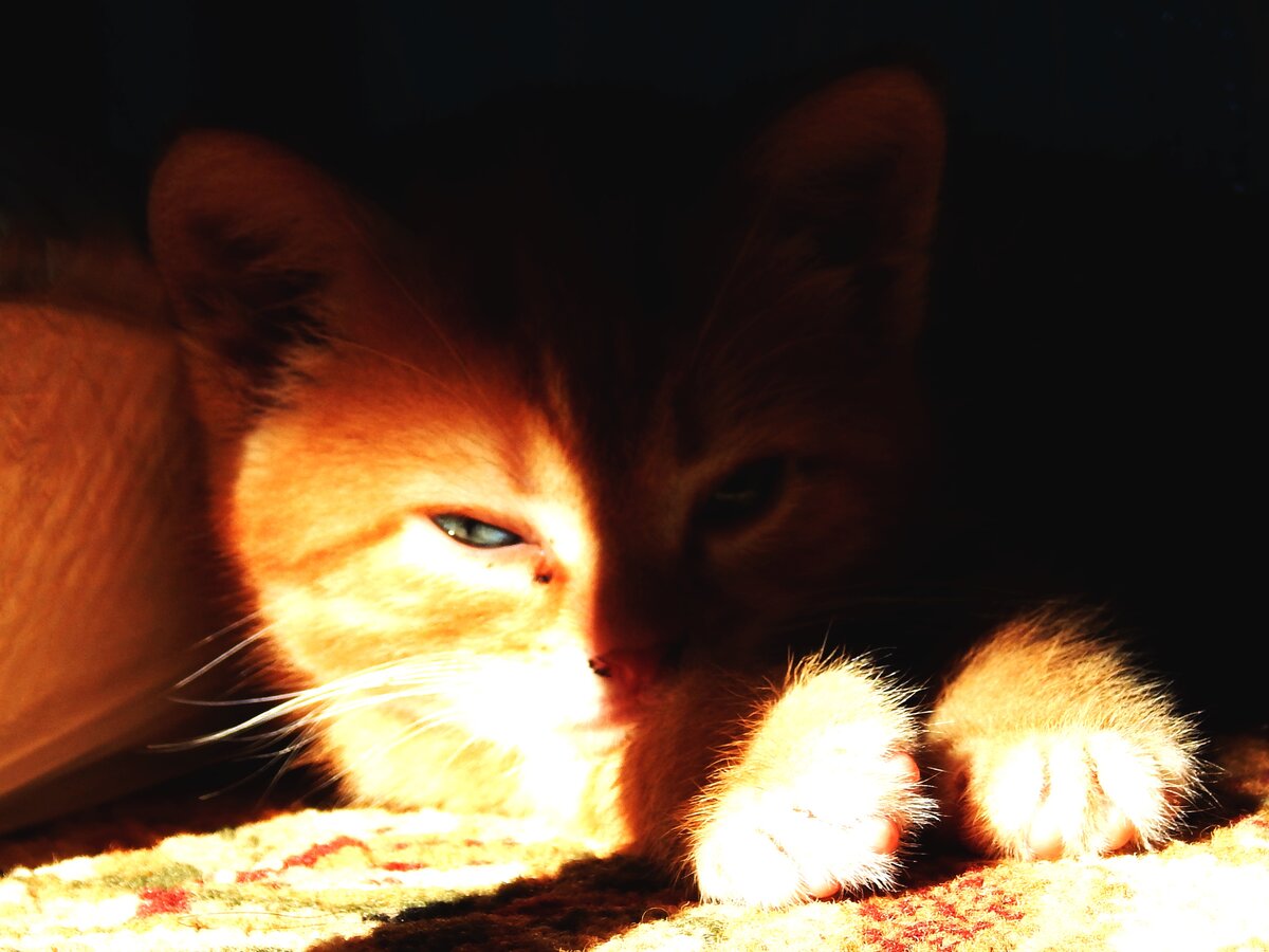 кошка рыжая фото