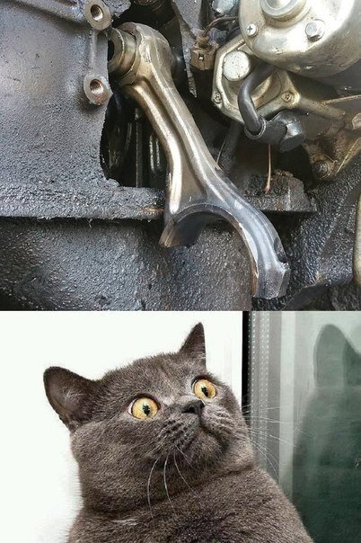 кошка фото