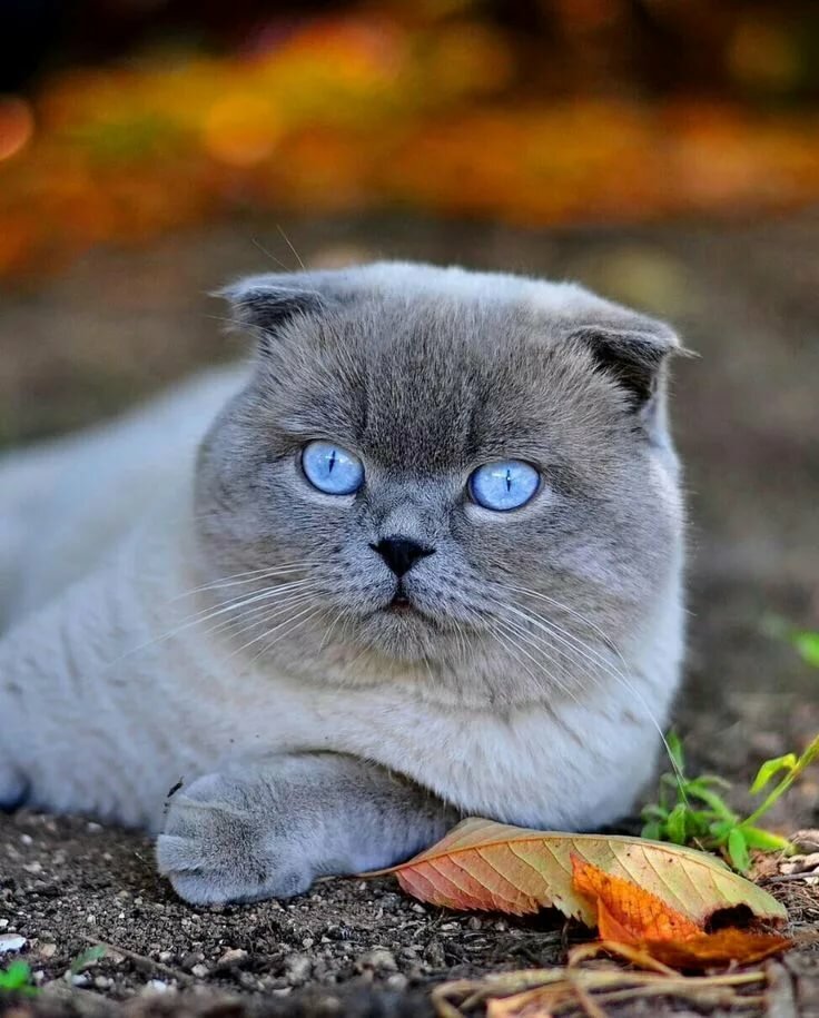 Скоттиш-фолд Кошечки Животные, Котята и Кошки и котята