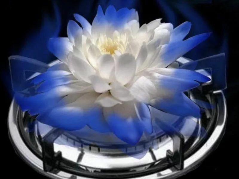 ���������, ������������ �� ���� �������� ��������