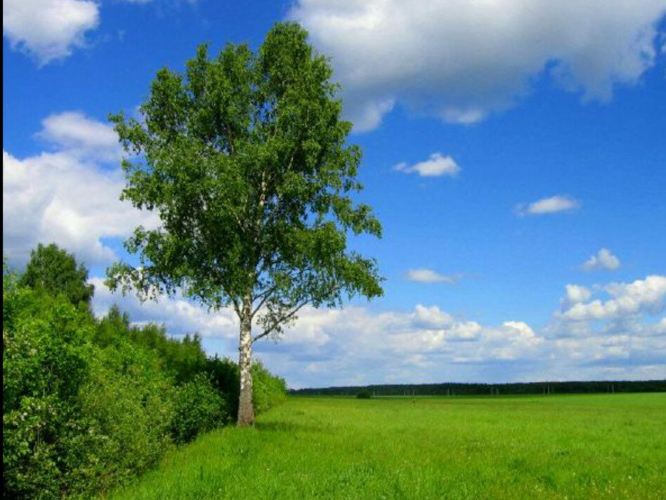 природа березы и небо фото