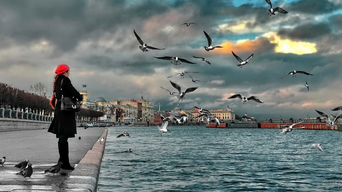 санкт-петербург нева чайки фото
