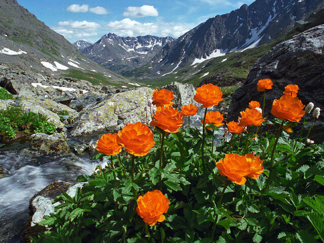 цветы в горах алтая фото