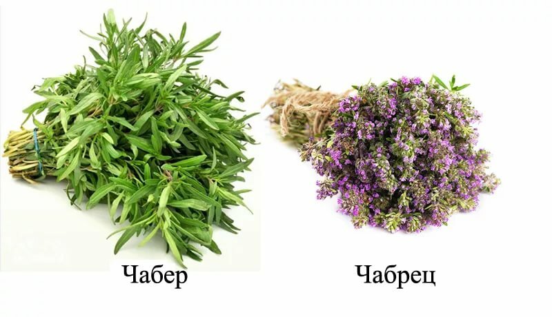 чабрец тимьян фото
