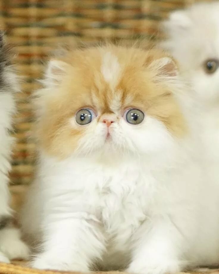 Персидские котята и кошки в картинках