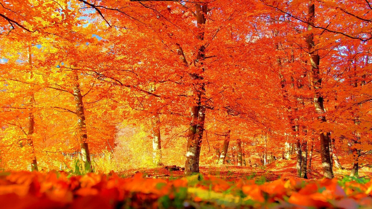 ���� �������, �������� � ������� ���������