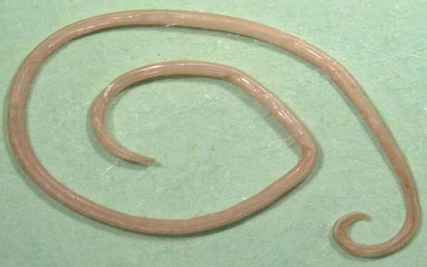 Декарис Инструкция По Применению - Как Применять Таблетки Http.