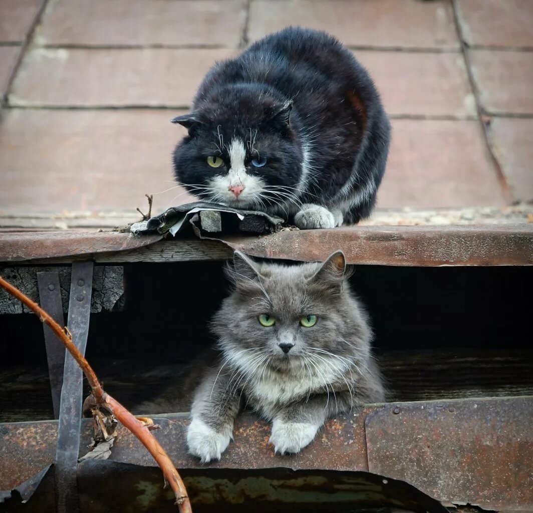 Кошка фото