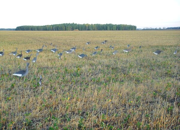 журавли в поле фото