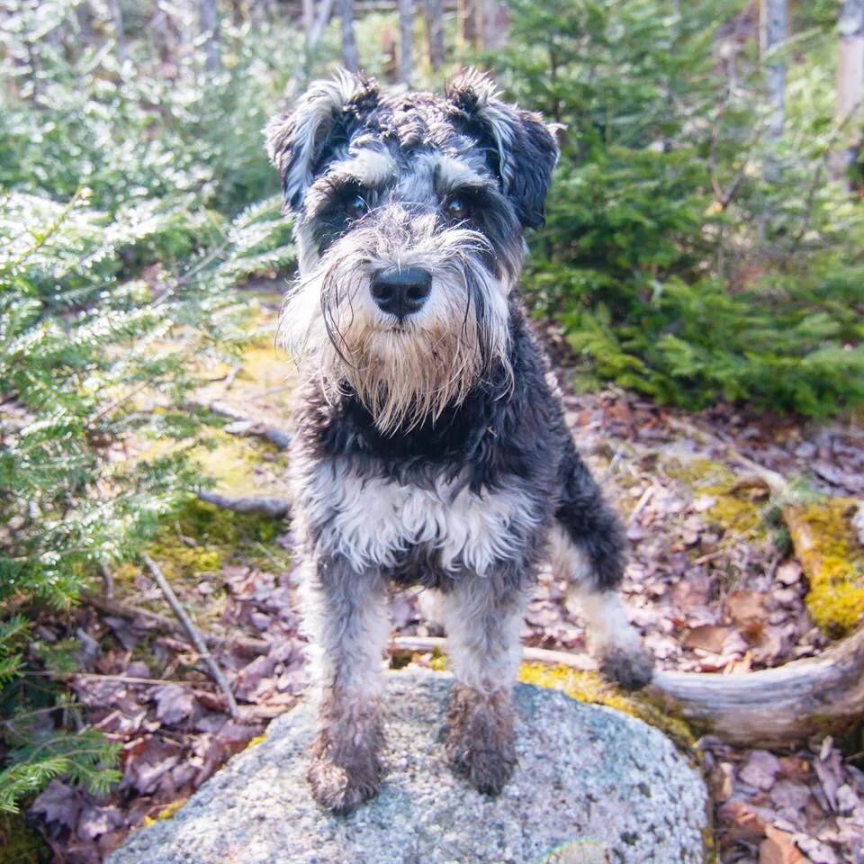 lonestar farms schnauzers