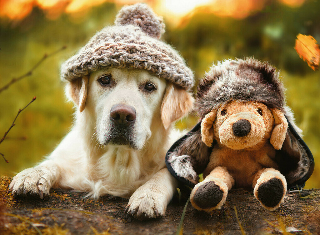 ������ ������ ���������� ��������, �������� �������� ��������