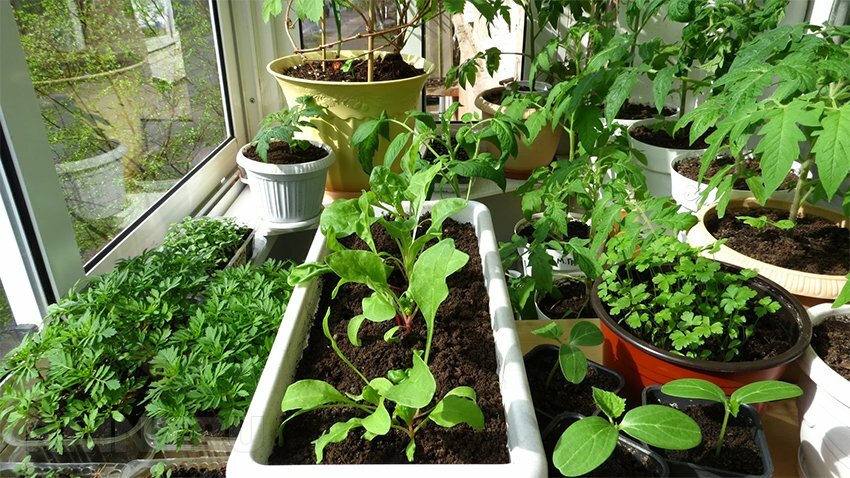 выращивание овощей зимой в домашних условиях