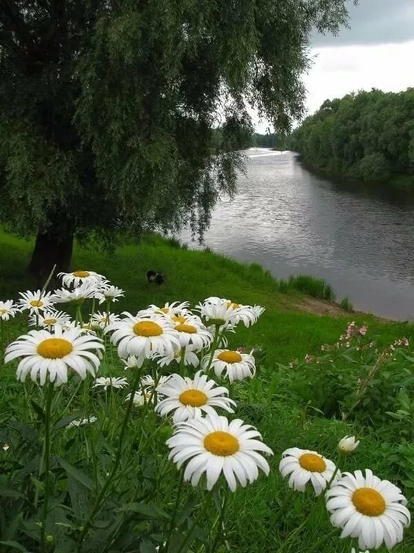 ромашки природа фото