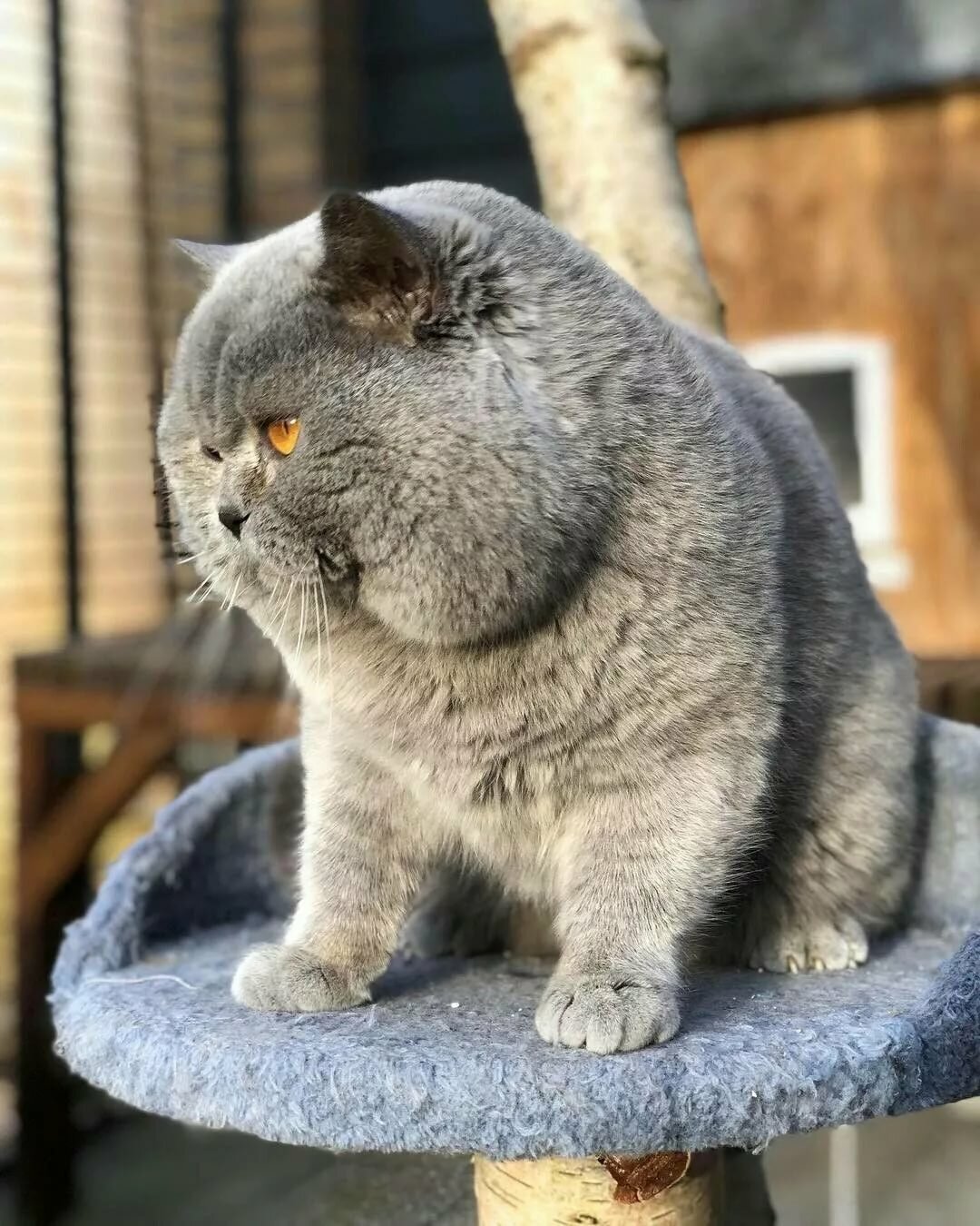 ���� ������� ���� ���� ������������ ���������