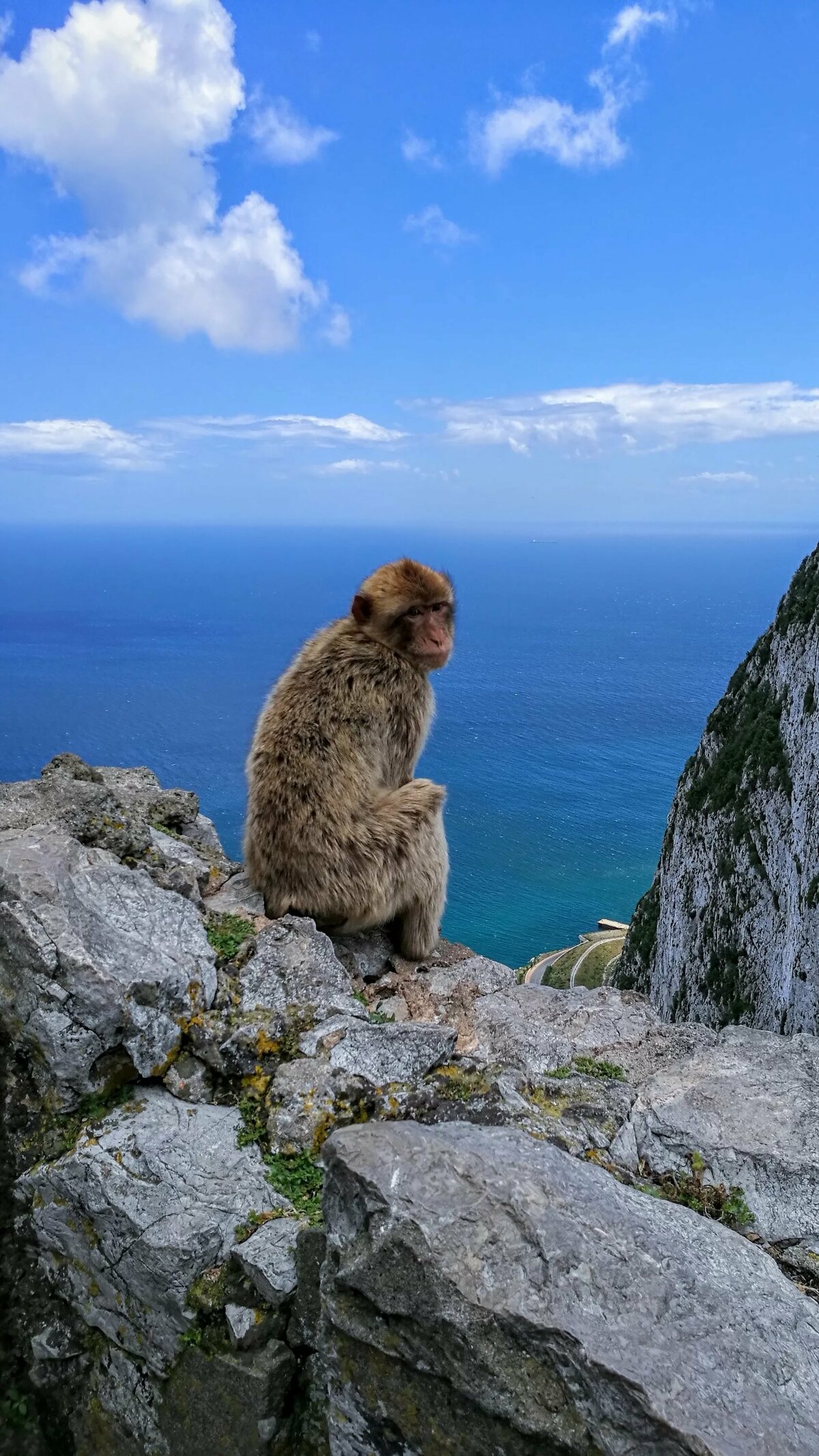 мартышка на море фото