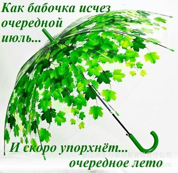 зонтик зеленая листва фото