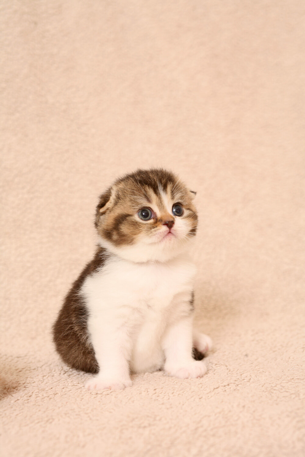 �������� � ������ ������� ����������, �������� ���������