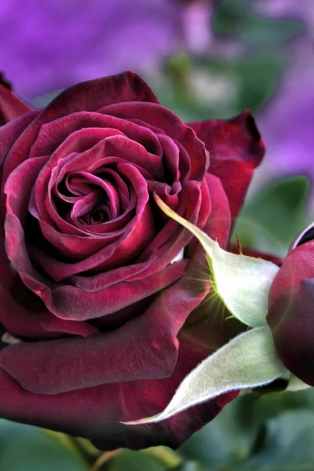 Скачать обои макро, роза, бутон, бордовый, раздел цветы в разрешении 640x960