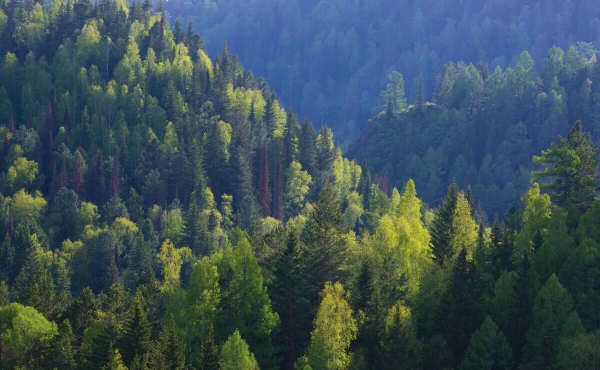 лес тайга сибирь фото