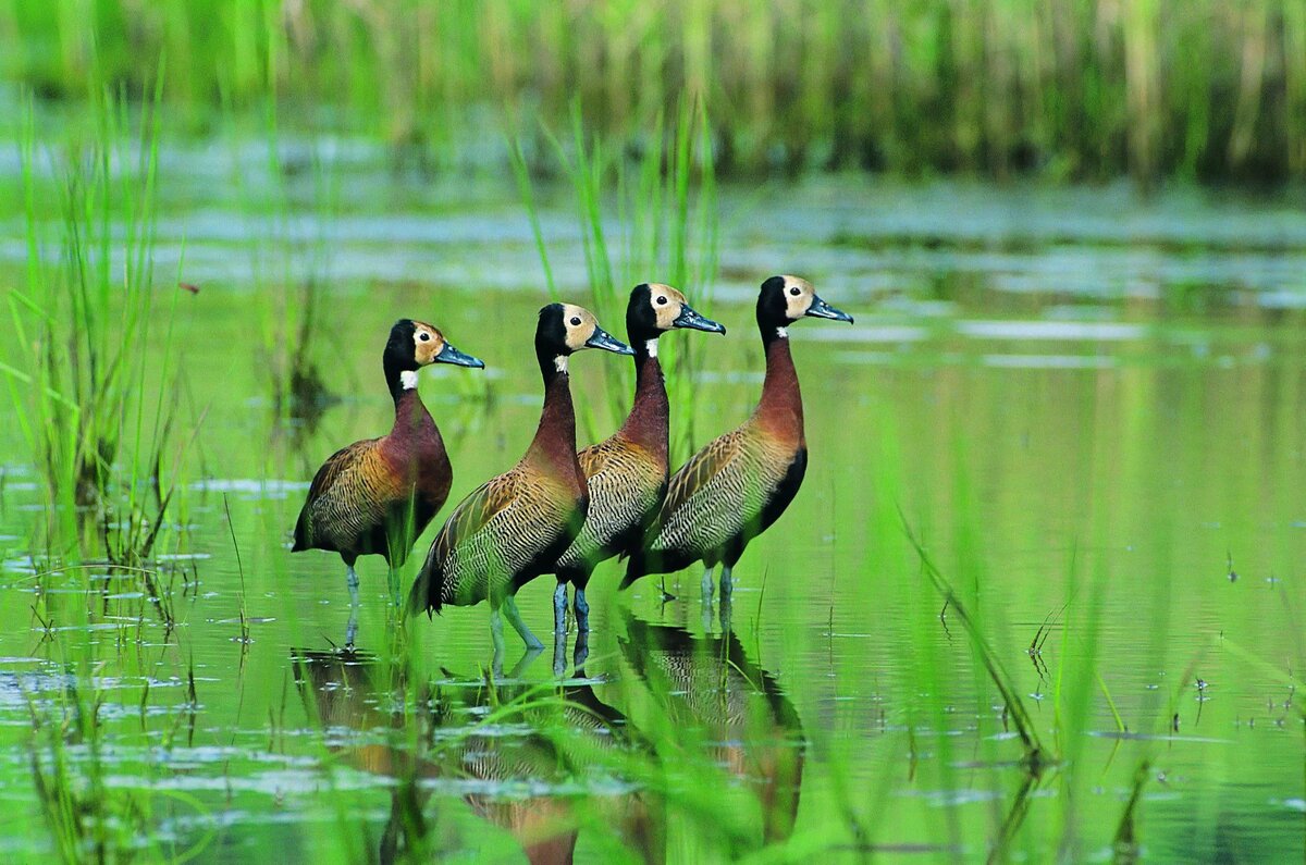 Картинки животные растения птицы