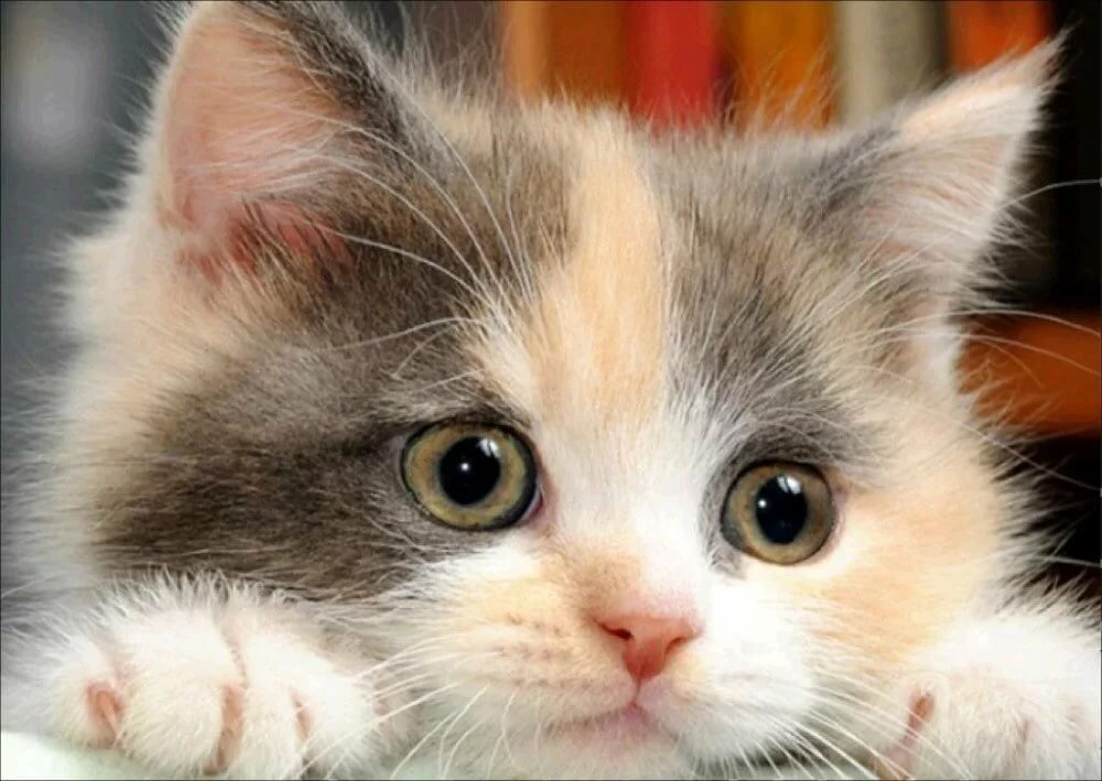 ������ �������� �������� �������, ��������