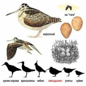 птица кулик вальдшнеп фото