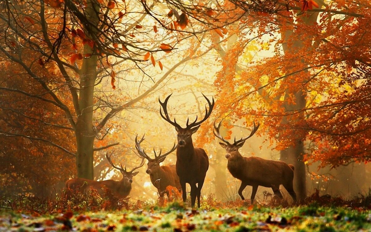 лес олений фото