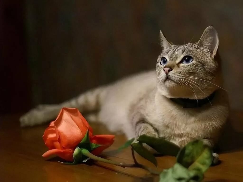 �������� ������ ����� �������, ���� ��������