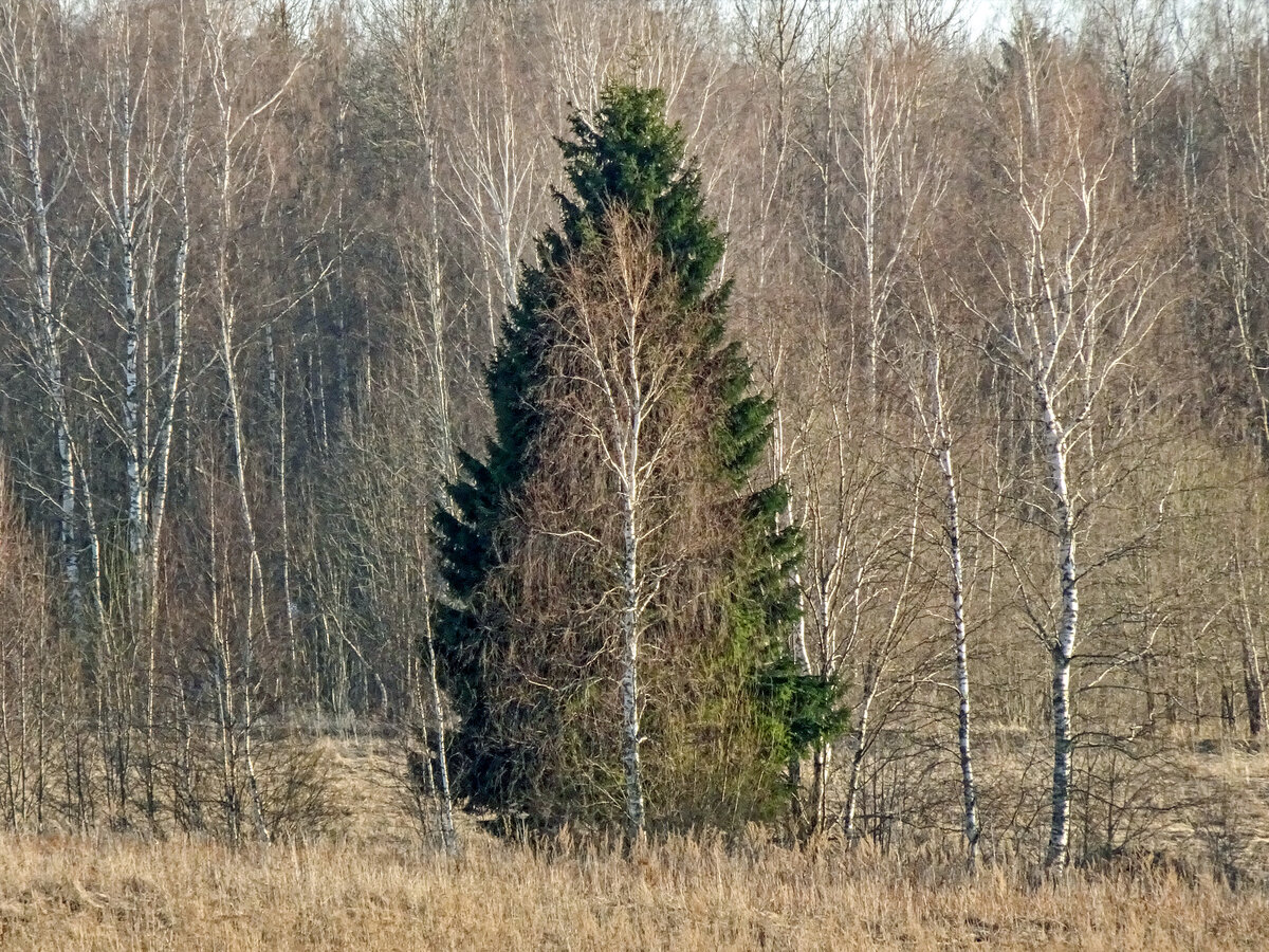 ель и береза фото