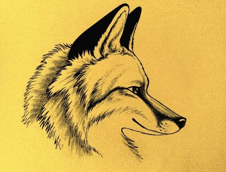 Картинки для срисовки животные лисы