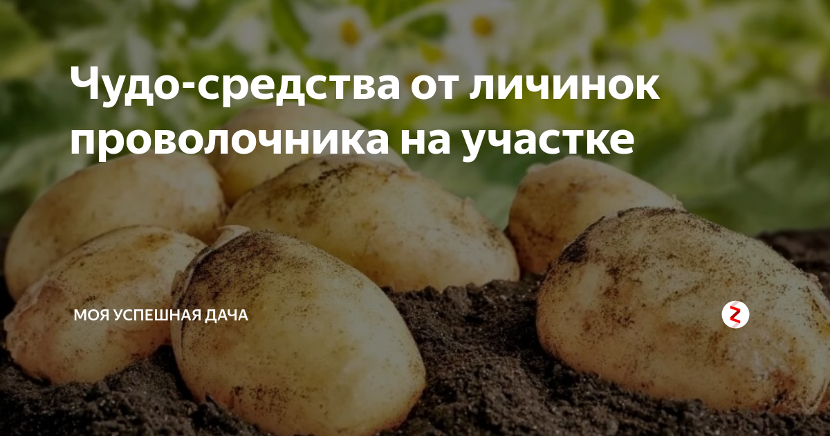 картошка от проволочника фото